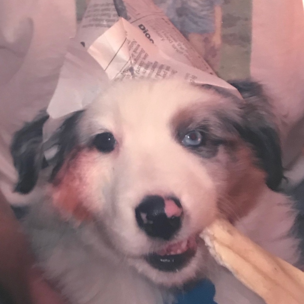 Meet your Posher, Randall